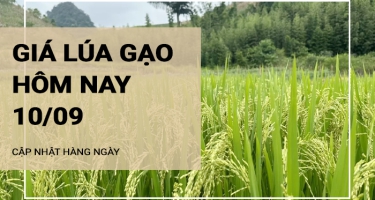 Giá lúa gạo hôm nay ngày 10/09/2024:  Khu vực ĐBSCL tăng với mặt hàng gạo