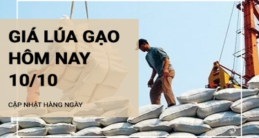 Giá lúa gạo hôm nay ngày 10/10/2024: Giá gạo giảm 100-400 đồng/kg