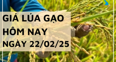 Giá lúa gạo hôm nay 22/02/2025: Tiếp tục điều chỉnh tăng giảm so với hôm qua