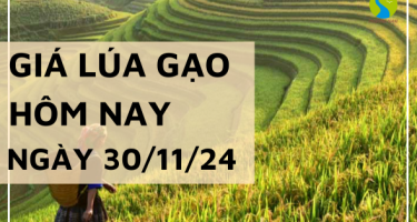 Giá lúa gạo hôm nay 30/11/2024: Giá lúa tăng giảm trái chiều 100 đồng/kg