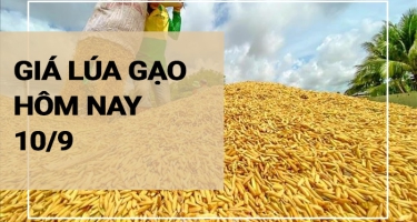 Giá lúa gạo hôm nay ngày 10/09/2023: thị trường nội địa duy trì ổn định