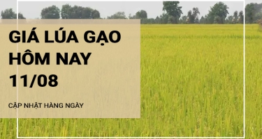 Giá lúa gạo hôm nay ngày 11/08/2024: Thị trường giao dịch cầm chừng, giá lúa neo ở mức cao