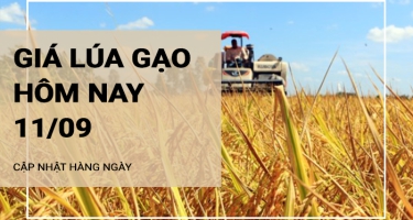 Giá lúa gạo hôm nay ngày 11/09/2024:  Giá lúa, giá cám đồng loạt giảm nhẹ