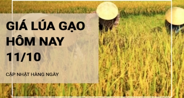 Giá lúa gạo hôm nay ngày 11/10/2024: Giá lúa duy trì ổn định. Thị trường giao dịch chậm