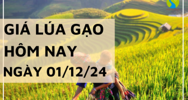 Giá lúa gạo hôm nay 01/12/2024: Thị trường giao dịch bình ổn, không biến động