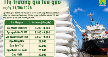 Giá lúa gạo hôm nay 11/6/2026: Gạo nguyên liệu tăng nhẹ