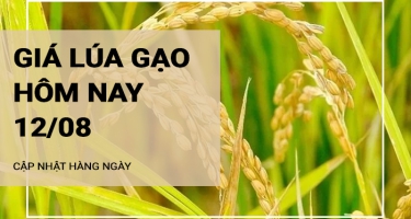 Giá lúa gạo hôm nay ngày 12/08/2024:  Giá gạo tăng 50 -100 đồng/kg