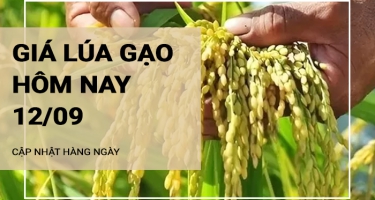 Giá lúa gạo hôm nay ngày 12/09/2024:  Giá lúa tăng, giảm trái chiều