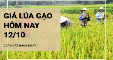 Giá lúa gạo hôm nay ngày 12/10/2024:  Điều chỉnh với mặt hàng gạo. Giá lúa duy trì ổn định