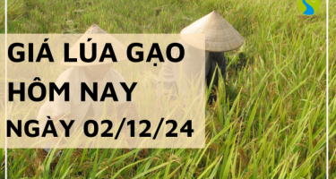 Giá lúa gạo hôm nay 02/12/2024: Thị trường giao dịch bình ổn, giá lúa neo cao