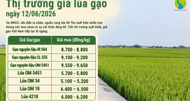 Giá lúa gạo hôm nay 12/6/2026: Gạo nguyên liệu xuất khẩu giảm nhẹ