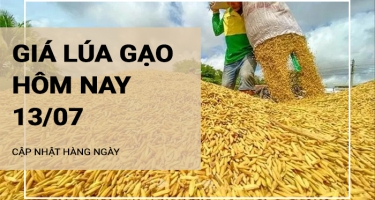 Giá lúa gạo hôm nay ngày 13/07/2024: Tăng giảm trái chiều giữa các loại gạo