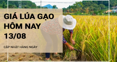 Giá lúa gạo hôm nay ngày 13/08/2024: Mặt hàng lúa trong nước tăng mạnh từ 300 - 900 đồng/kg