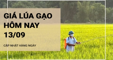 Giá lúa gạo hôm nay ngày 13/09/2024: Giá lúa IR504 giảm nhẹ