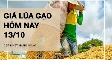 Giá lúa gạo hôm nay ngày 13/10/2024:  Giá gạo tăng 100 đồng/kg. Giá lúa duy trì ổn định