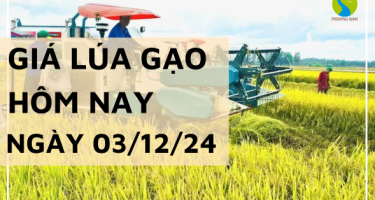 Giá lúa gạo hôm nay 03/12/2024: Không có nhiều biến động, giao dịch chậm