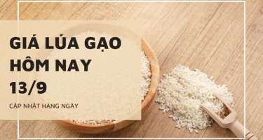 Giá lúa gạo hôm nay ngày 13/09/2023: Giá gạo giảm nhẹ 100-200 đồng/kg