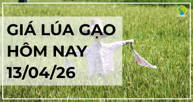 Giá Lúa Gạo Hôm Nay Ngày 13/4/2026 : Giao Dịch Trầm Lắng