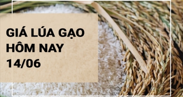 Giá lúa gạo hôm nay ngày 14/06/2024: Giá gạo trong nước đồng loạt giảm