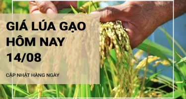 Giá lúa gạo hôm nay ngày 14/08/2024: Mặt hàng lúa và gạo đồng loạt tăng giá