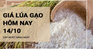 Giá lúa gạo hôm nay ngày 14/10/2023: Giá gạo chững giá, thương lái ngưng mua