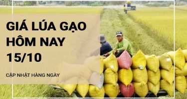 Giá lúa gạo hôm nay ngày 15/10/2024:  Giá gạo tăng nhẹ 100 đồng/kg