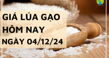 Giá lúa gạo hôm nay 04/12/2024: Điều chỉnh tăng với giá gạo lẫn giá lúa