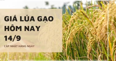 Giá lúa gạo hôm nay ngày 14/09/2023: Gạo Jasmine giảm 500 - 1.000 đồng/kg