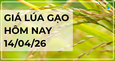 Giá Lúa Gạo Hôm Nay Ngày 14/4/2026: Thị Trường Chững Lại