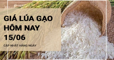 Giá lúa gạo hôm nay ngày 15/06/2024: Thị Trường Biến Động Nhẹ