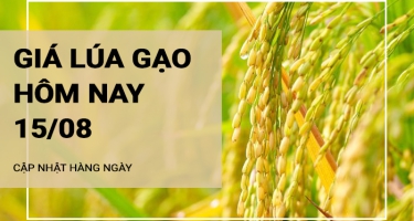 Giá lúa gạo hôm nay ngày 15/08/2024: Giá lúa tăng  mạnh đến 900 đồng/kg