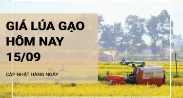 Giá lúa gạo hôm nay ngày 15/09/2024: Duy trì ổn định, thị trường giao dịch chậm