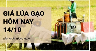 Giá lúa gạo hôm nay ngày 14/10/2024:  Giá gạo trong nước có điều chỉnh tăng