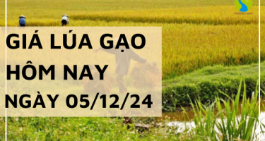 Giá lúa gạo hôm nay 05/12/2024: Giá gạo xuất khẩu giảm nhẹ 2-3 USD/tấn