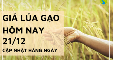 Giá lúa gạo hôm nay ngày 21/12/2023: Giá cọc lúa Đông Xuân ở mức cao