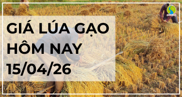 Giá Lúa Gạo Hôm Nay Ngày 15/04/2026: Thị Trường Đứng Giá