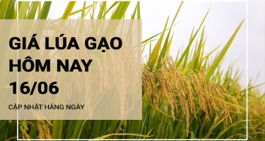 Giá lúa gạo hôm nay ngày 16/06/2024: Xu hướng đi ngang với cả lúa và gạo