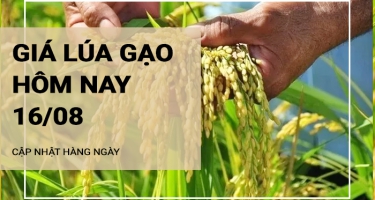 Giá lúa gạo hôm nay ngày 16/08/2024: Thị trường trong nước tăng với mặt hàng gạo