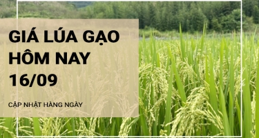 Giá lúa gạo hôm nay ngày 16/09/2024: Giá gạo tăng 50 -200 đồng/kg; giá phụ phẩm giảm