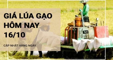 Giá lúa gạo hôm nay ngày 16/10/2024: Giá gạo trong nước có xu hướng giảm