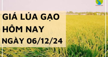 Giá lúa gạo hôm nay 06/12/2024: Lúa OM 380 tăng nhẹ 200 đồng/kg