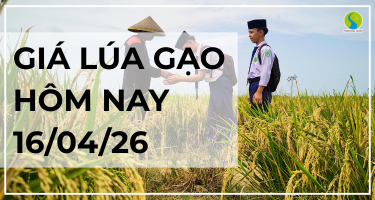 Giá Lúa Gạo Hôm Nay Ngày 16/4/2026: Thị Trường Chững Nhịp