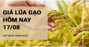 Giá lúa gạo hôm nay ngày 17/08/2024: Mặt hàng lúa tăng 100 -300 đồng