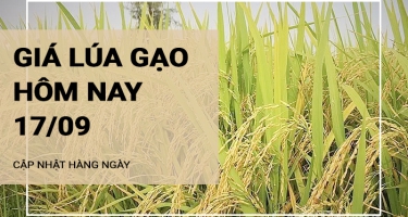 Giá lúa gạo hôm nay ngày 17/09/2024: Giá lúa biến động trái chiều