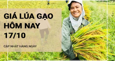 Giá lúa gạo hôm nay ngày 17/10/2024: Biến động với mặt hàng gạo. Giá lúa duy trì ổn định