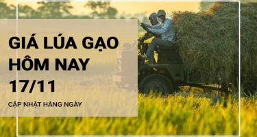 Giá lúa gạo hôm nay ngày 17/11/2023: Giá lúa Nàng Hoa tăng lên 9.200 – 9.300 đồng/kg