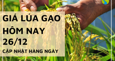 Giá lúa gạo hôm nay ngày 26/12/2023: Nhu cầu về lúa Đông Xuân cao