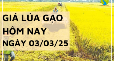Giá lúa gạo hôm nay 03/03/2025: Giá cả đi ngang chững giá ngày đầu tuần