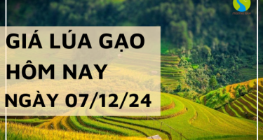 Giá lúa gạo hôm nay 07/12/2024: Lúa Nàng Hoa 9 tăng cao 400 đồng/kg