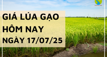 Giá Lúa Gạo Hôm Nay Ngày 17/7/2025: Gạo CL 555 Nhích Nhẹ